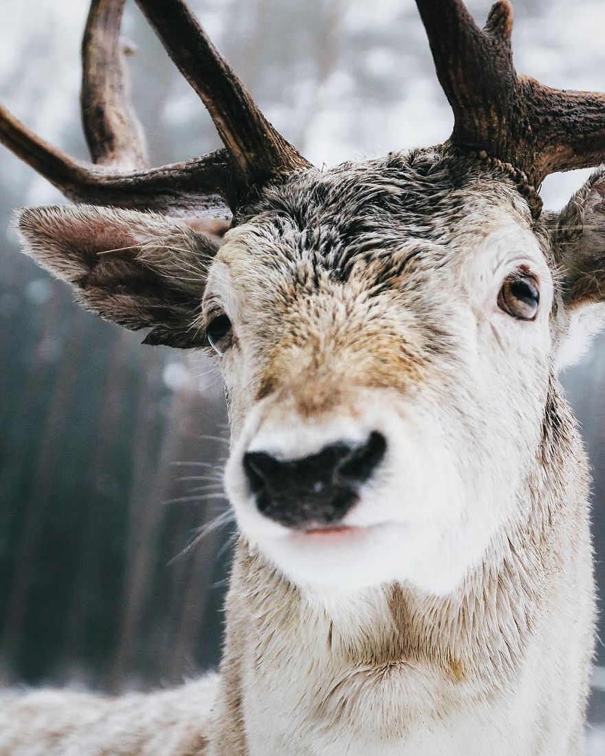 The White Walker, Franconia, Germany
