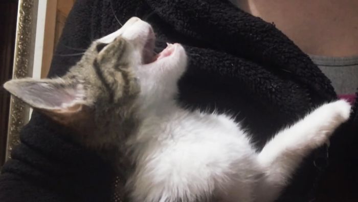 Kitten Demands Never Ending Massage