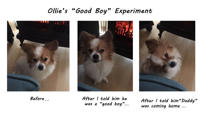 Ollie's Before And After Being Called A Good Boy