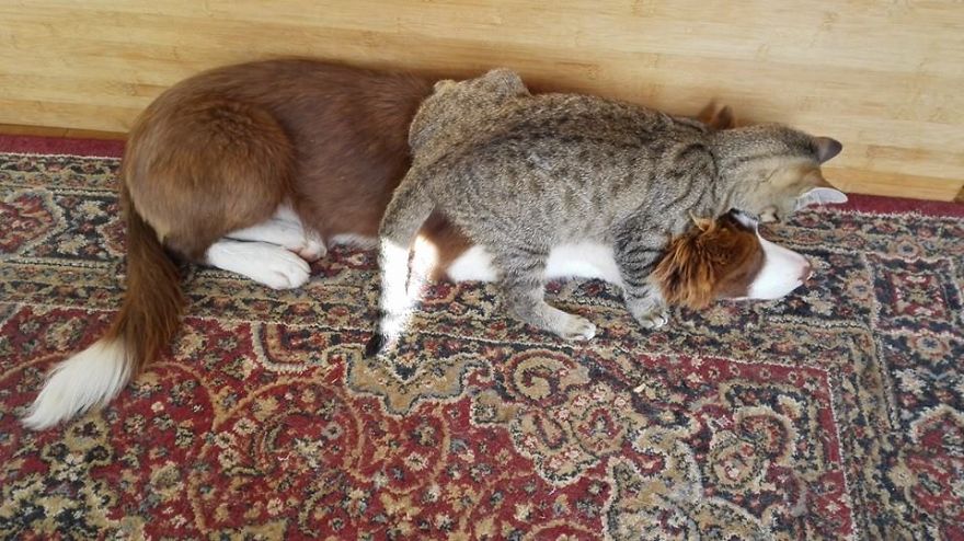 Our Puppy And Our Kitten Are Best Friends