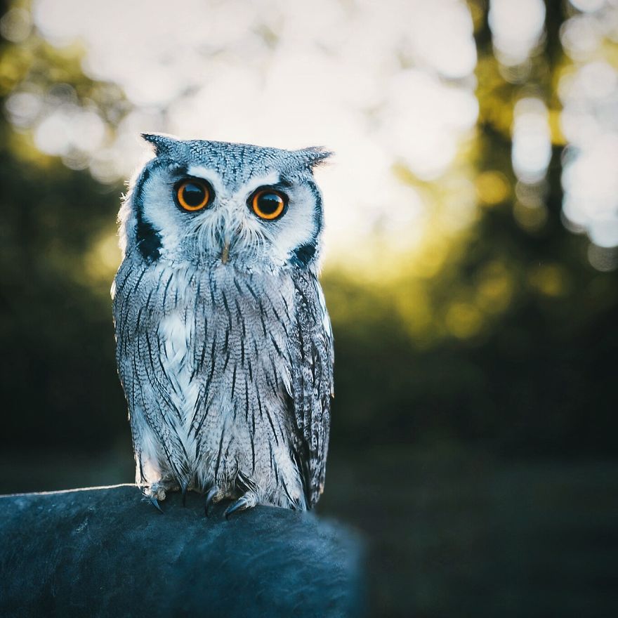 White-Faced Owl, Franconia, Germany