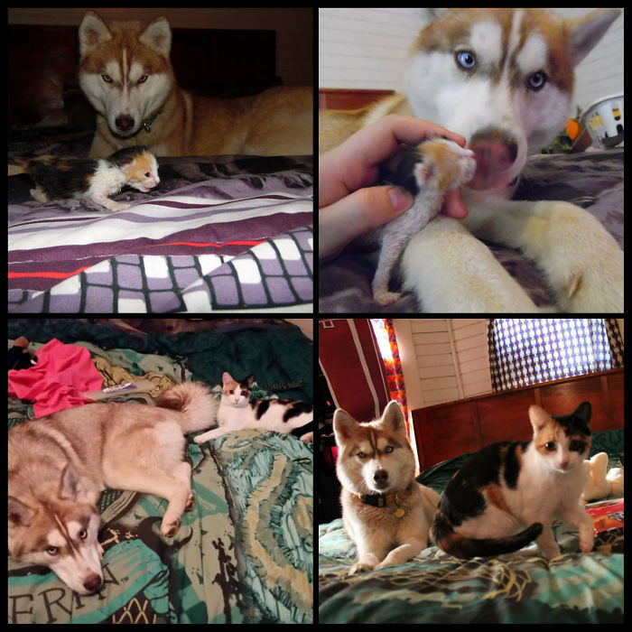 Banner The Husky And Shadow Cat The Abandoned Kitten