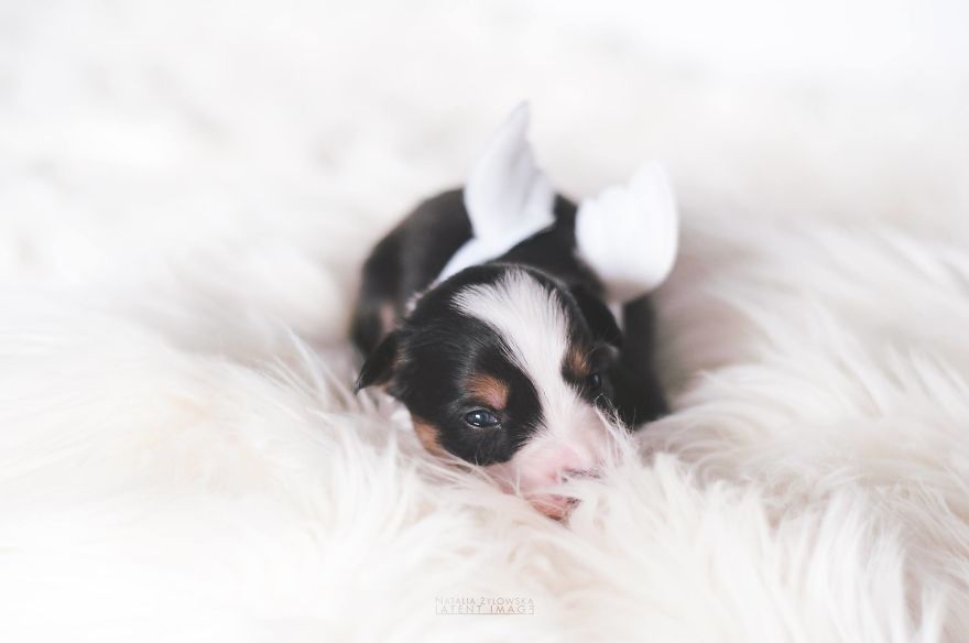 Puppies With Wings! I Repeat: Puppies With Wings! Prepare Your Heart To Be Melted