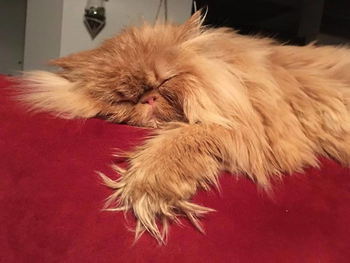 Red Dot Mastery: Advice For Cats Red Dot Mastery: Advice For Cats