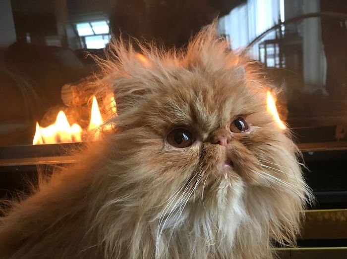 Red Dot Mastery: Advice For Cats Red Dot Mastery: Advice For Cats