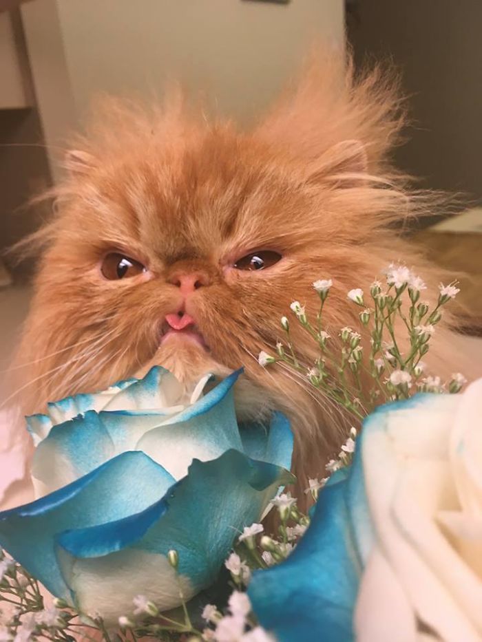 Red Dot Mastery: Advice For Cats