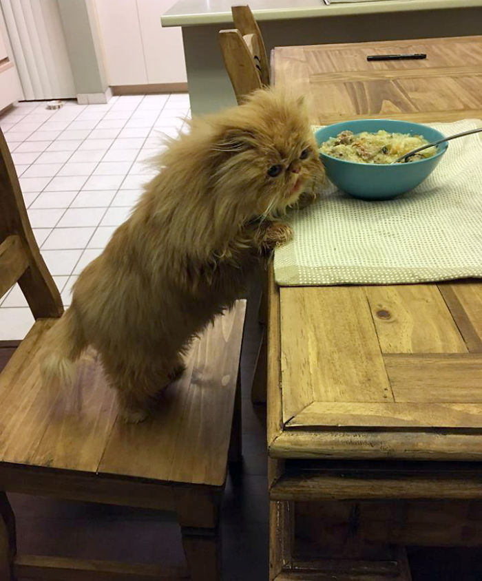 Red Dot Mastery: Advice For Cats Red Dot Mastery: Advice For Cats