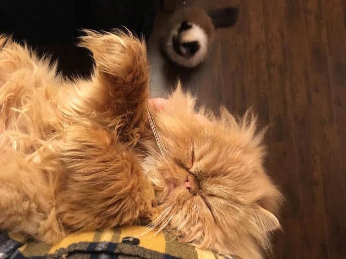 Red Dot Mastery: Advice For Cats Red Dot Mastery: Advice For Cats