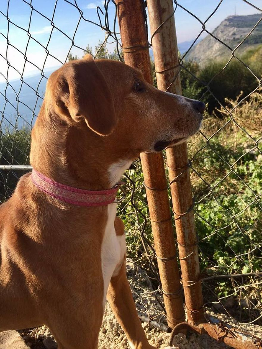 Years Spent Living With Over 300 Dogs On A Hill Above Dubrovnik, Sos Žarkovica Years Spent Living With Over 300 Dogs On A Hill Above Dubrovnik, Sos Žarkovica