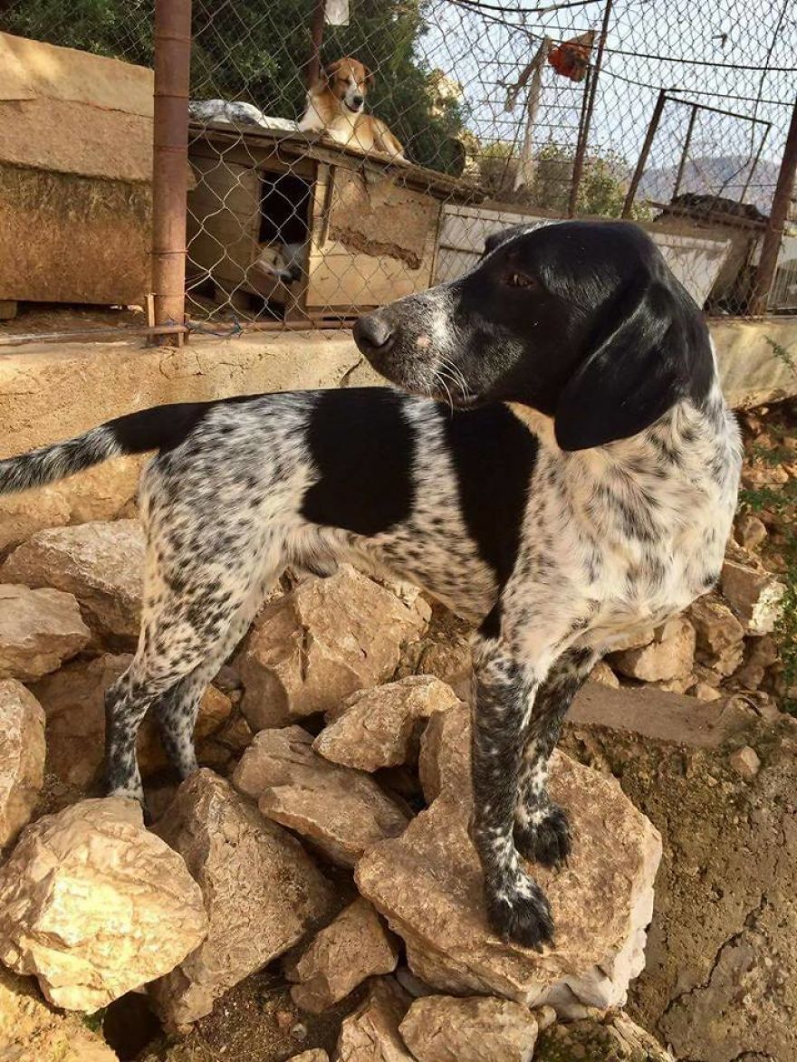 Years Spent Living With Over 300 Dogs On A Hill Above Dubrovnik, Sos Žarkovica Years Spent Living With Over 300 Dogs On A Hill Above Dubrovnik, Sos Žarkovica