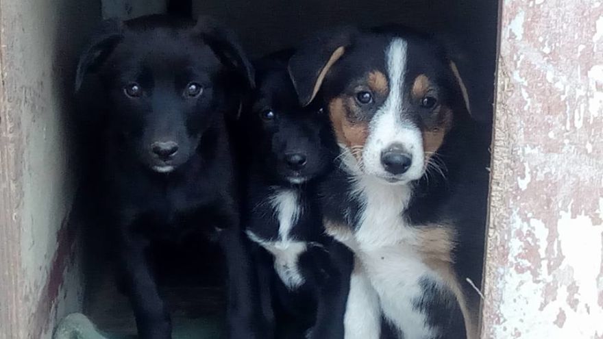 Years Spent Living With Over 300 Dogs On A Hill Above Dubrovnik, Sos Žarkovica Years Spent Living With Over 300 Dogs On A Hill Above Dubrovnik, Sos Žarkovica