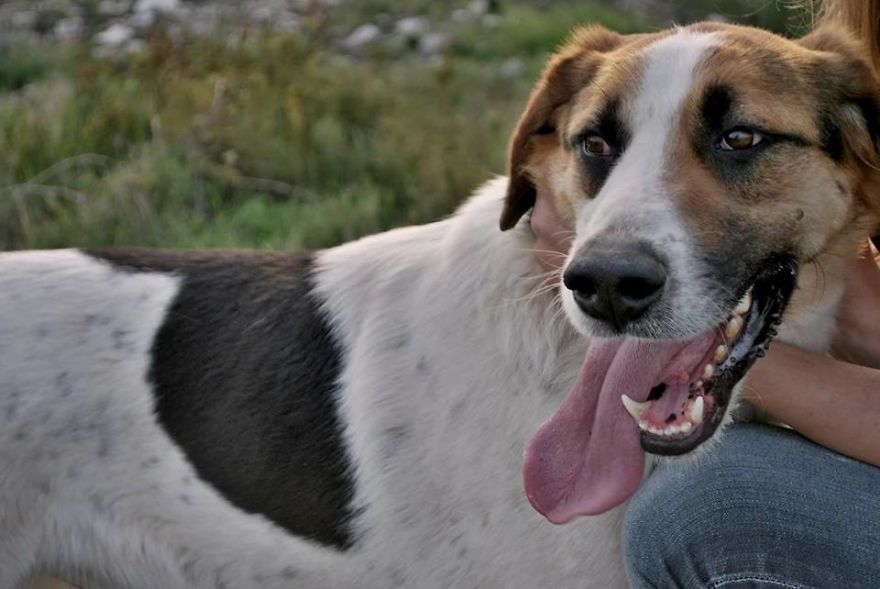Years Spent Living With Over 300 Dogs On A Hill Above Dubrovnik, Sos Žarkovica Years Spent Living With Over 300 Dogs On A Hill Above Dubrovnik, Sos Žarkovica