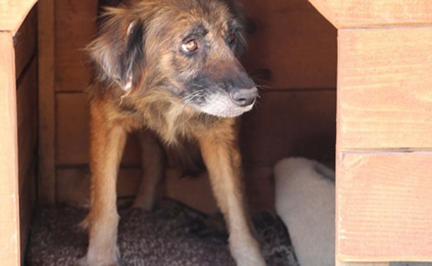 Years Spent Living With Over 300 Dogs On A Hill Above Dubrovnik, Sos Žarkovica Years Spent Living With Over 300 Dogs On A Hill Above Dubrovnik, Sos Žarkovica