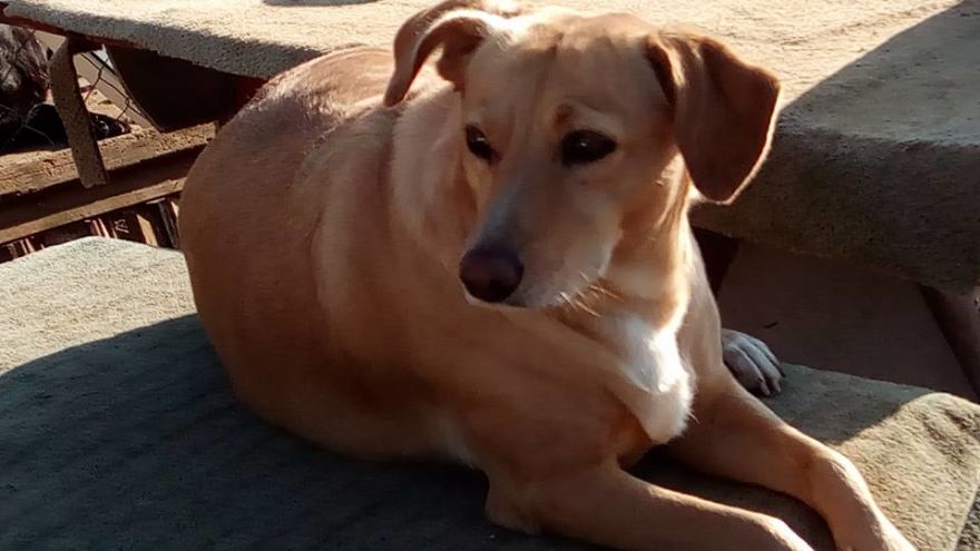 Years Spent Living With Over 300 Dogs On A Hill Above Dubrovnik, Sos Žarkovica Years Spent Living With Over 300 Dogs On A Hill Above Dubrovnik, Sos Žarkovica