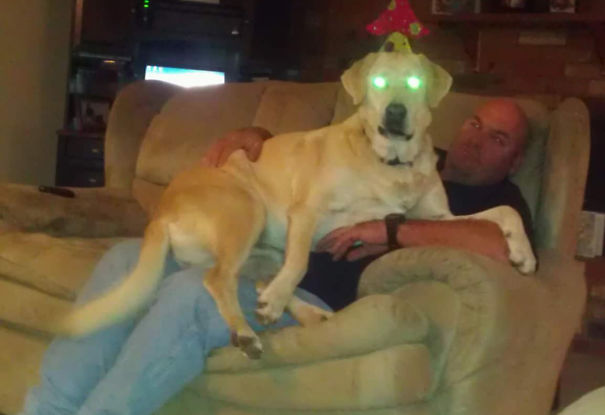 Dad Didn't Want Another Dog. Now That I've Been Move Out For Years He Wouldn't Let Me Take Her With Me