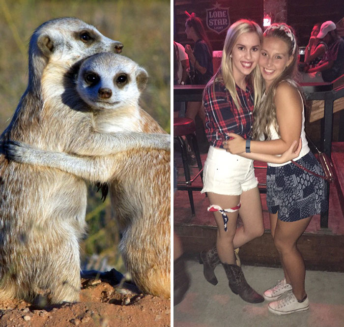 Sorority Girls Pose Like Meerkats
