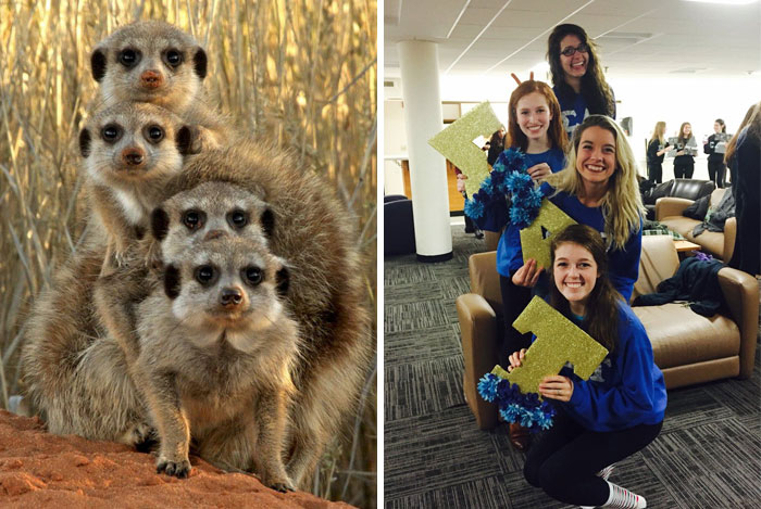 Sorority Girls Pose Like Meerkats