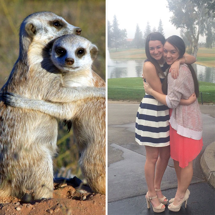 Sorority Girls Pose Like Meerkats