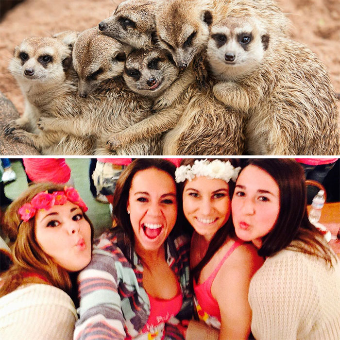 Sorority Girls Pose Like Meerkats