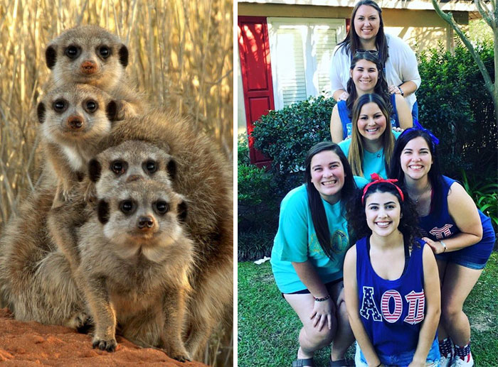 Sorority Girls Pose Like Meerkats