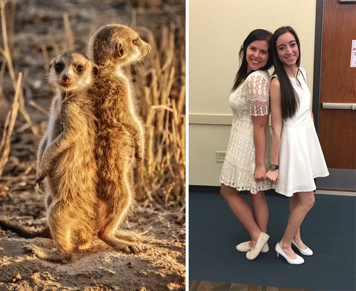 Sorority Girls Pose Like Meerkats