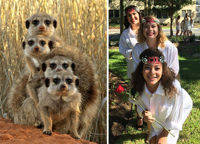 Sorority Girls Pose Like Meerkats