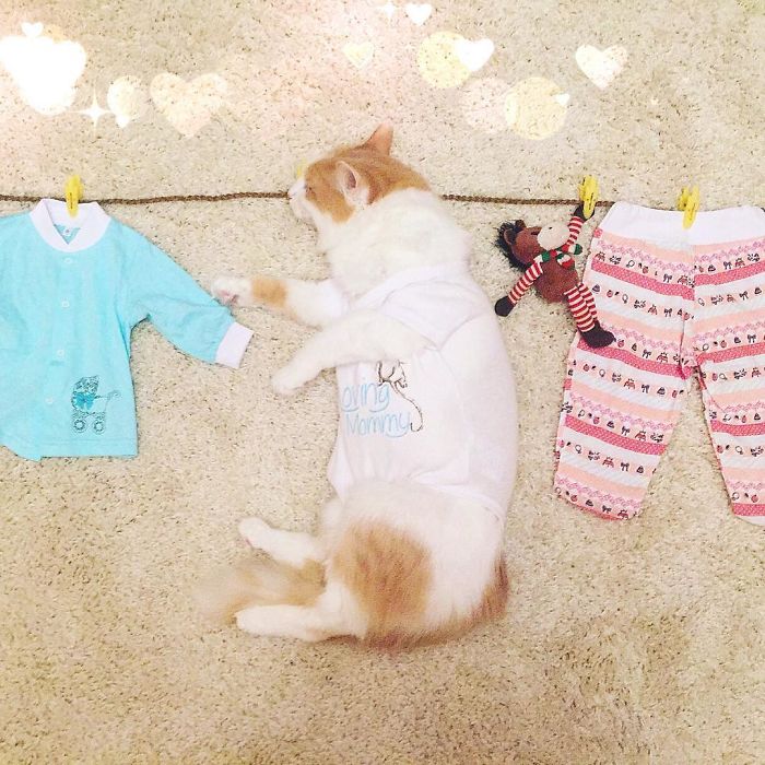 Stories About The Adventures Of A Cat