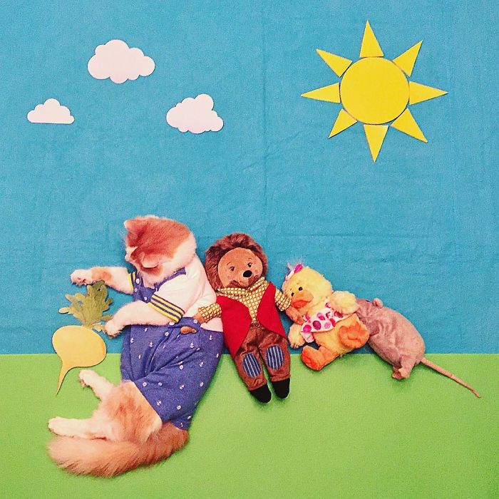 Stories About The Adventures Of A Cat