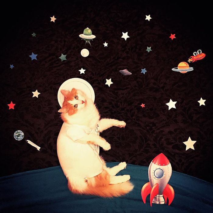 Stories About The Adventures Of A Cat