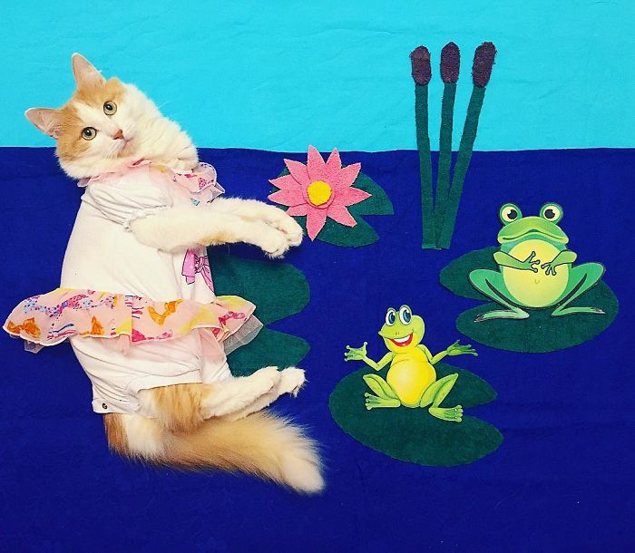 Stories About The Adventures Of A Cat