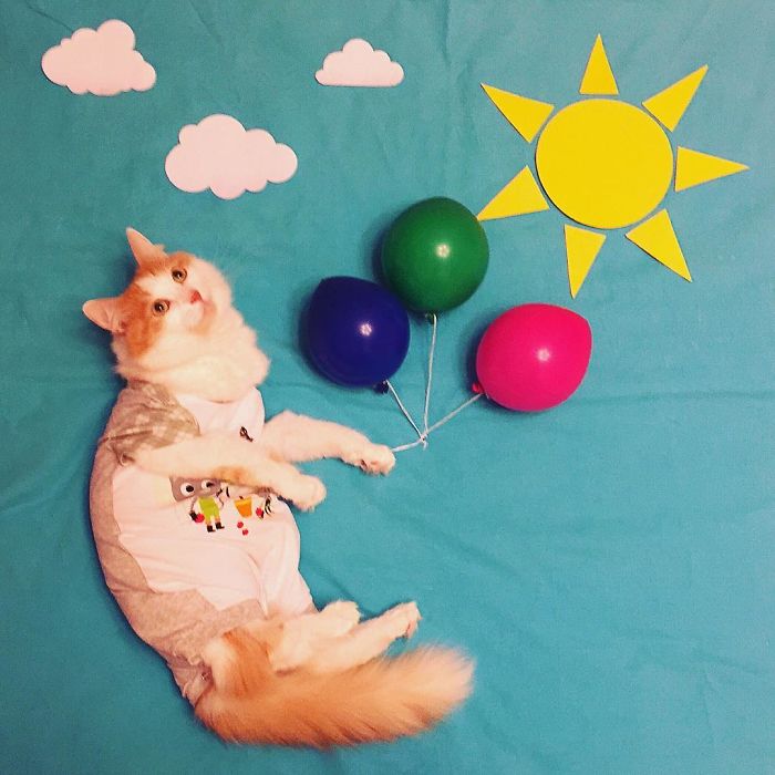 Stories About The Adventures Of A Cat