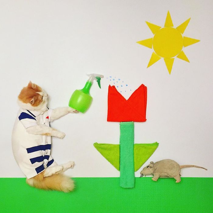 Stories About The Adventures Of A Cat