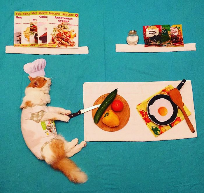 Stories About The Adventures Of A Cat