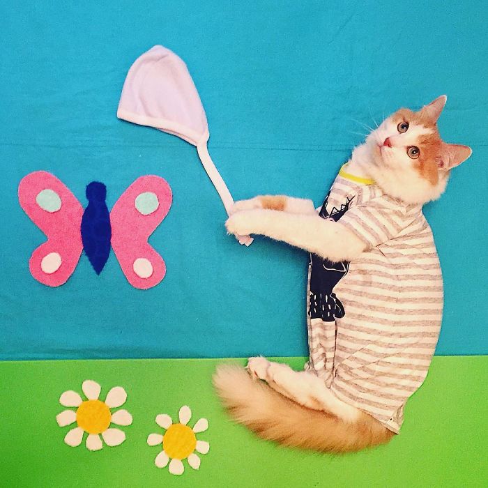 Stories About The Adventures Of A Cat