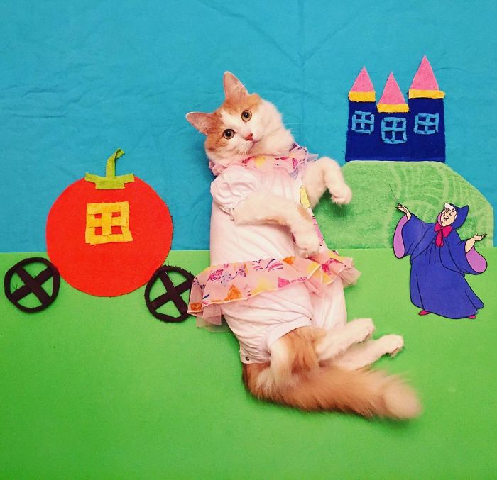 Stories About The Adventures Of A Cat