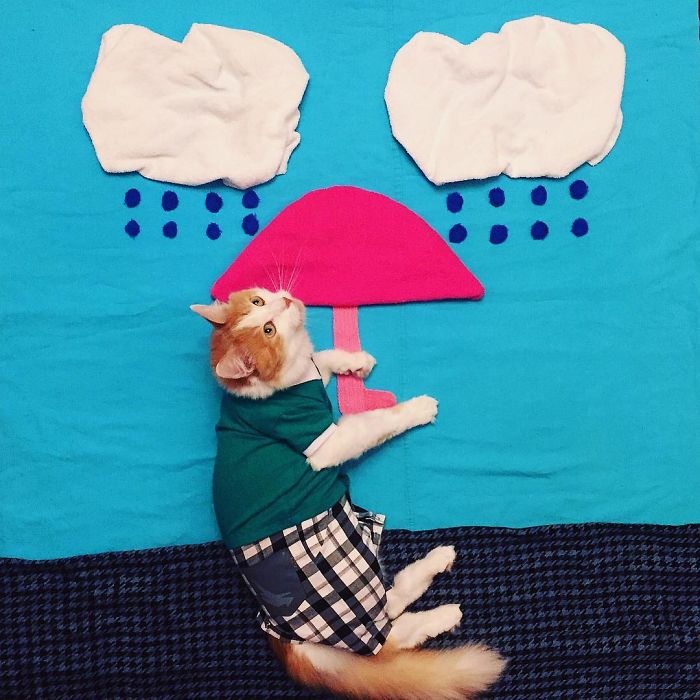 Stories About The Adventures Of A Cat