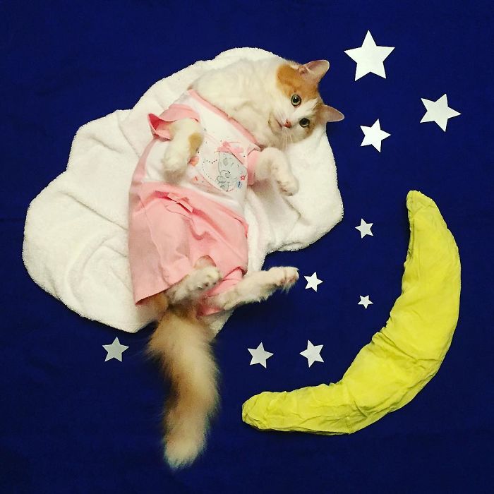 Stories About The Adventures Of A Cat