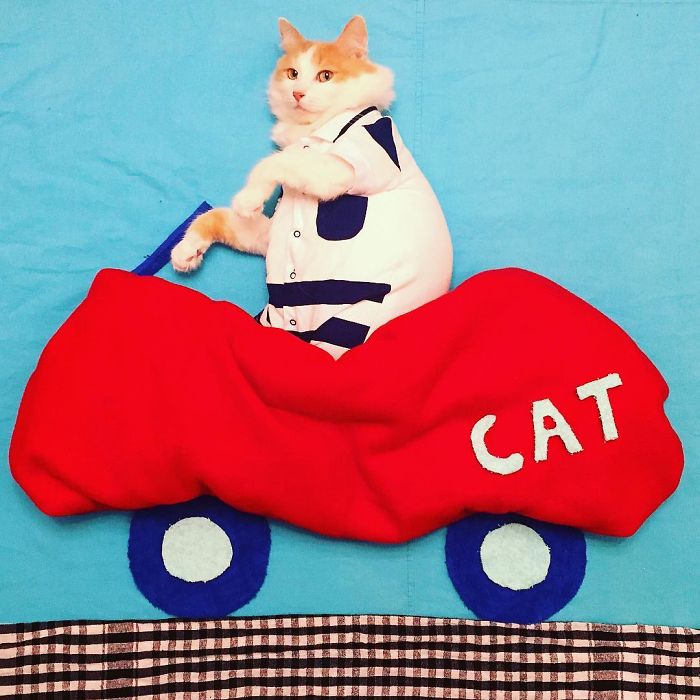 Stories About The Adventures Of A Cat