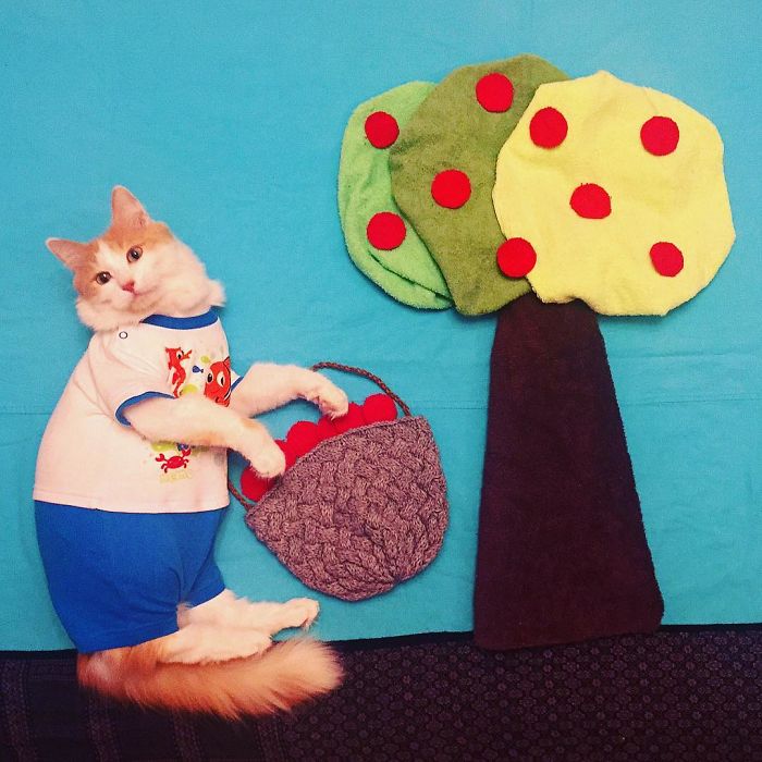 Stories About The Adventures Of A Cat