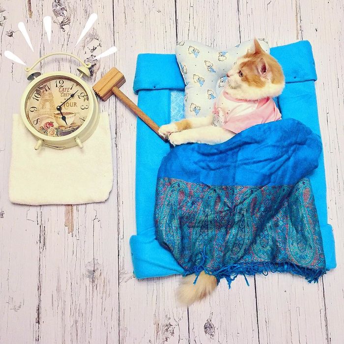 Stories About The Adventures Of A Cat