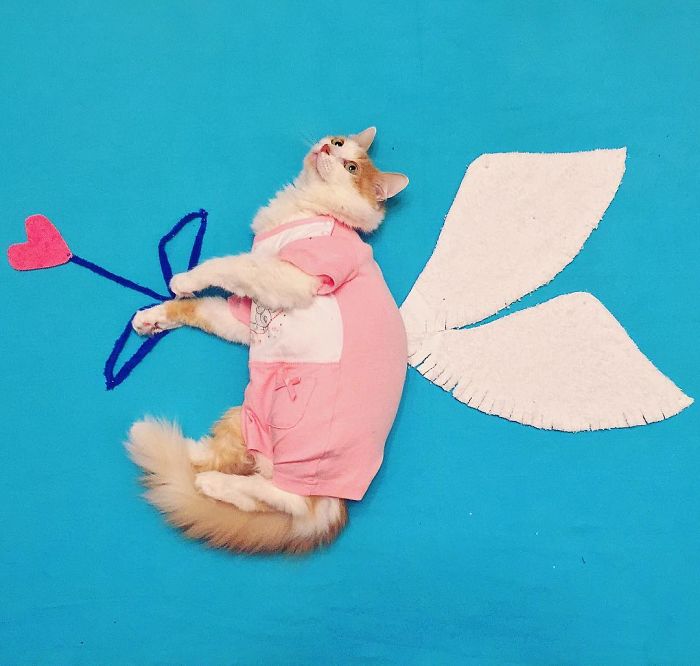 Stories About The Adventures Of A Cat