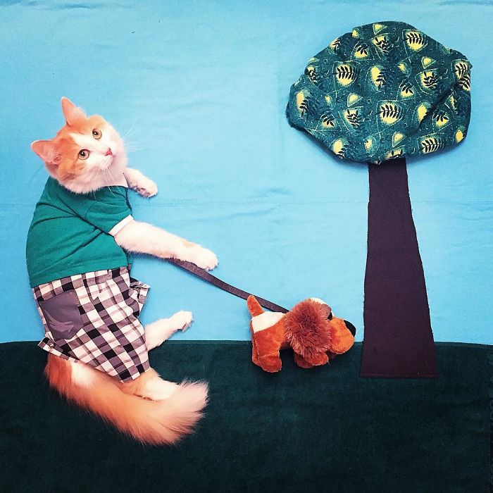 Stories About The Adventures Of A Cat