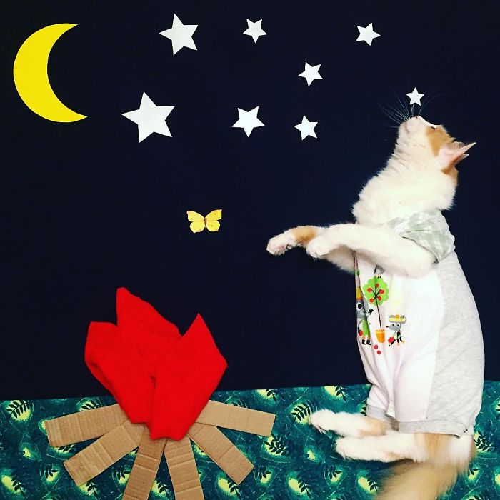 Stories About The Adventures Of A Cat