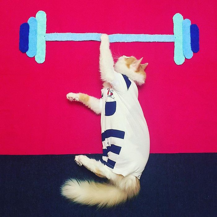 Stories About The Adventures Of A Cat