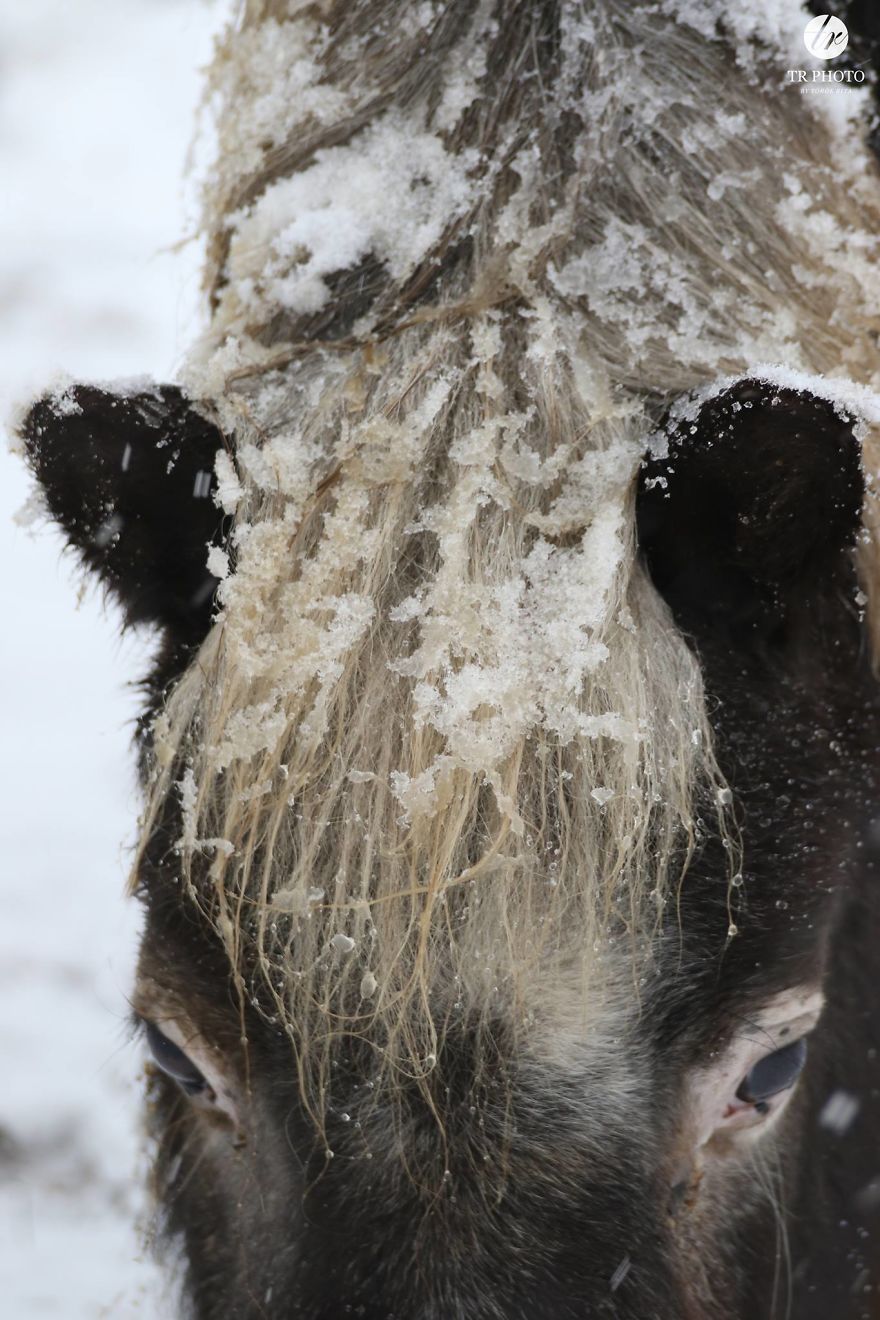 The Last Few Days I Made Of Our Horses Some Winter Pictures