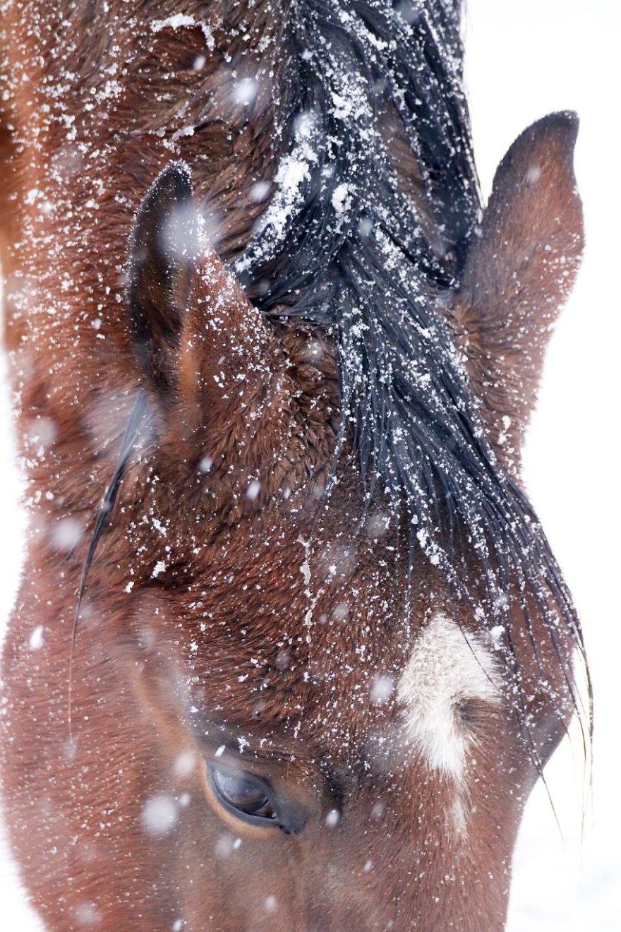 The Last Few Days I Made Of Our Horses Some Winter Pictures