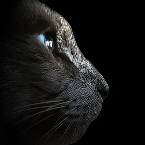 These Fantastic Cat Portraits Are Masterpieces Of Digital Art These Fantastic Cat Portraits Are Masterpieces Of Digital Art