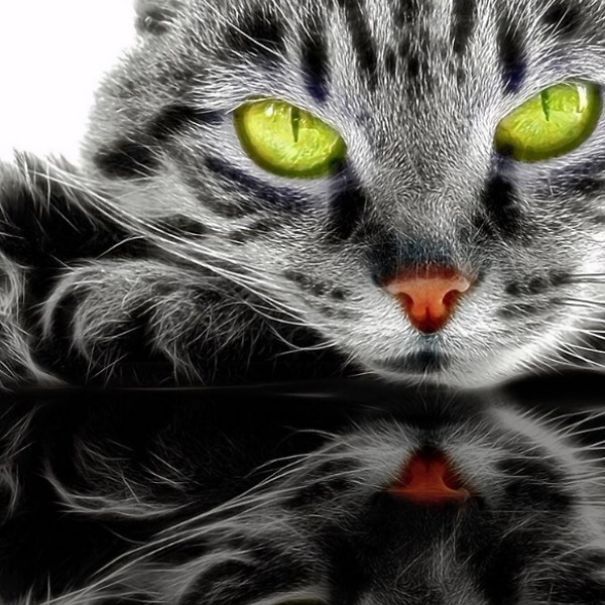 These Fantastic Cat Portraits Are Masterpieces Of Digital Art