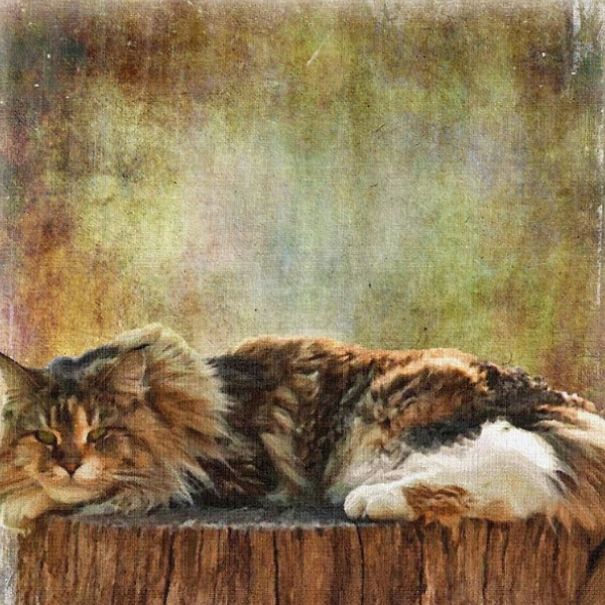 These Fantastic Cat Portraits Are Masterpieces Of Digital Art