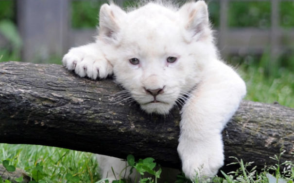 Top 15 Most Expensive Animals List